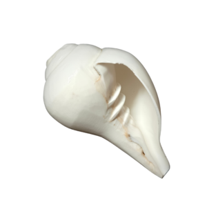 Vamavarti Blowing Shankh (5 Inch) β Natural Left-Turning Conch Shell for Puja, Aarti & Rituals - Thumbnail Image 3