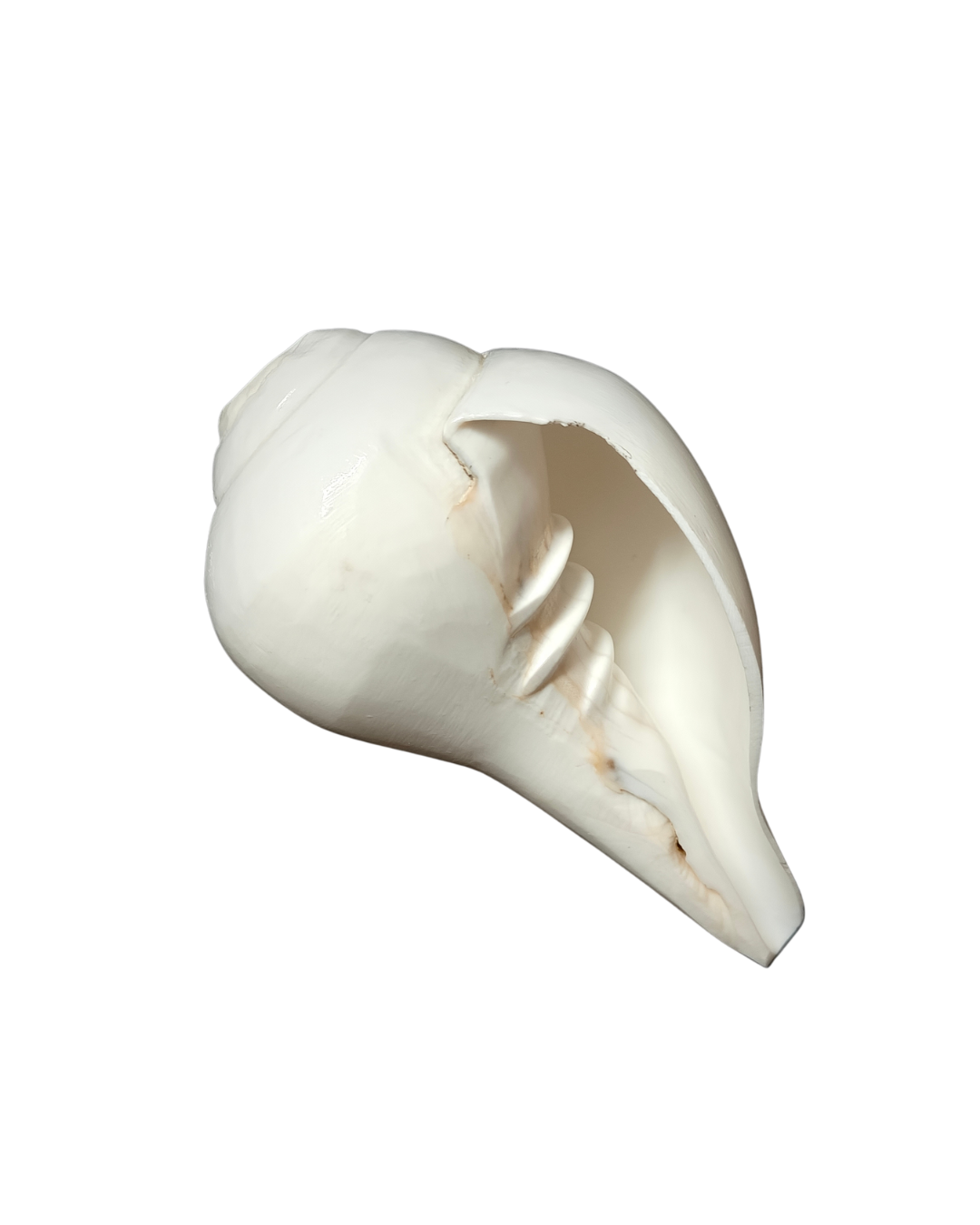 Vamavarti Blowing Shankh (5 Inch) β Natural Left-Turning Conch Shell for Puja, Aarti & Rituals - Image 3