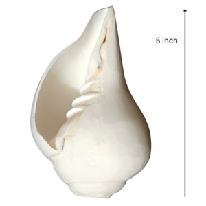 Vamavarti Blowing Shankh (5 Inch) β Natural Left-Turning Conch Shell for Puja, Aarti & Rituals - Thumbnail Image 2