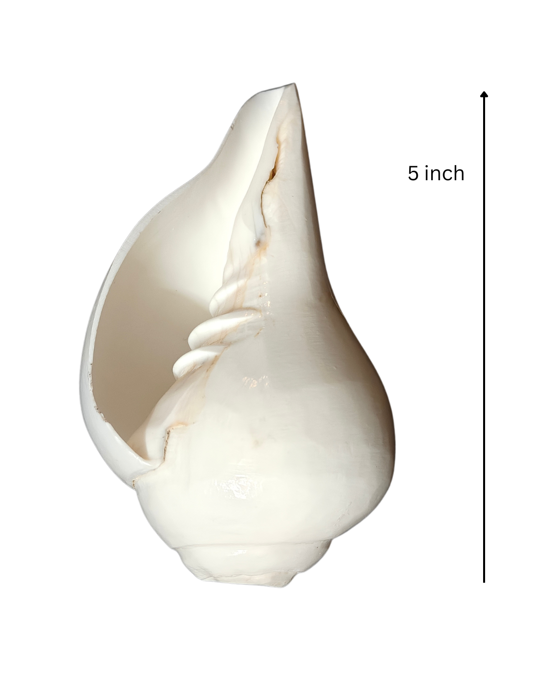 Vamavarti Blowing Shankh (5 Inch) β Natural Left-Turning Conch Shell for Puja, Aarti & Rituals - Image 2