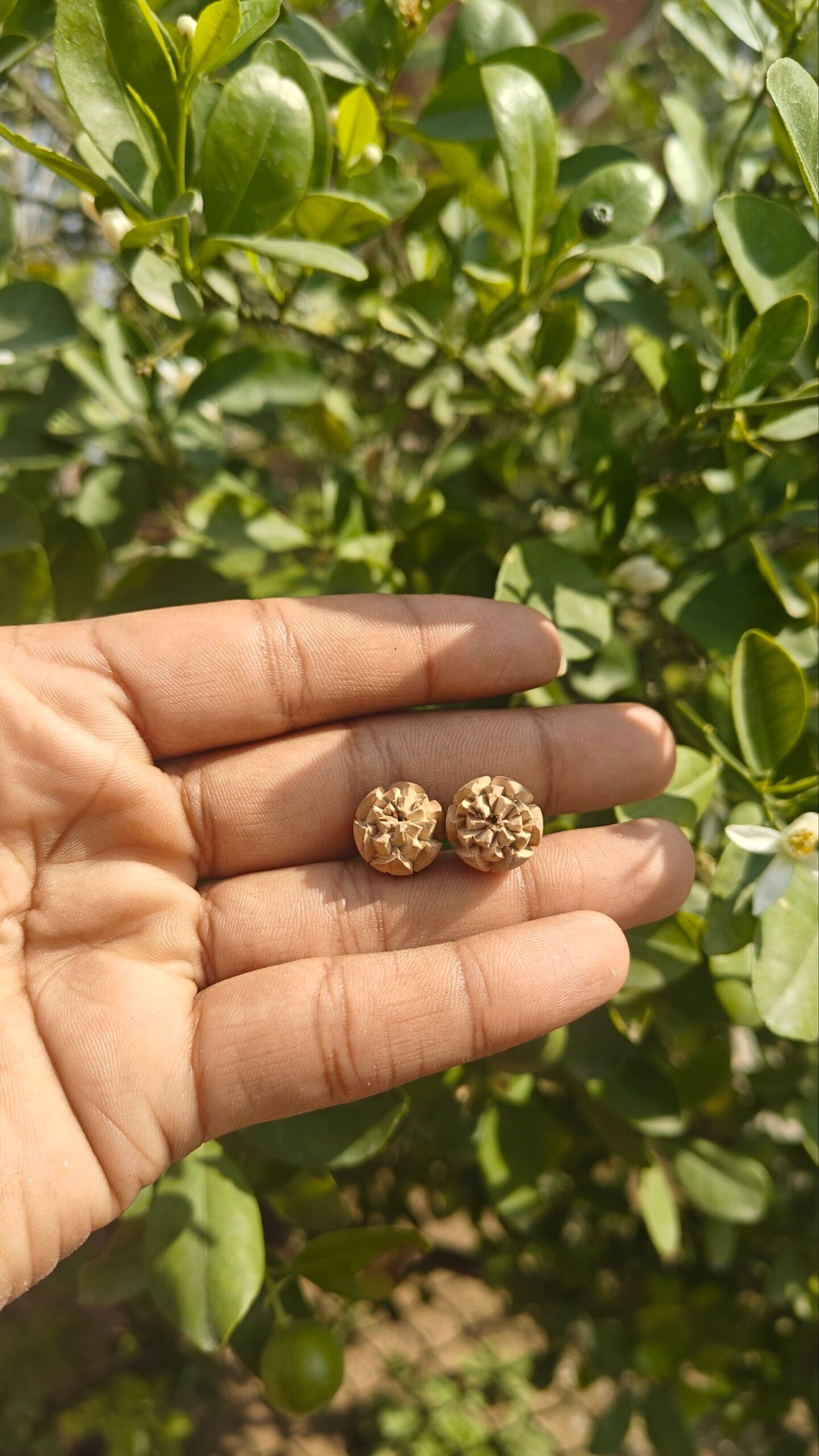 Handcrafted Original Tulsi Studs – Pure & Sacred from Vrindavan - Image 1