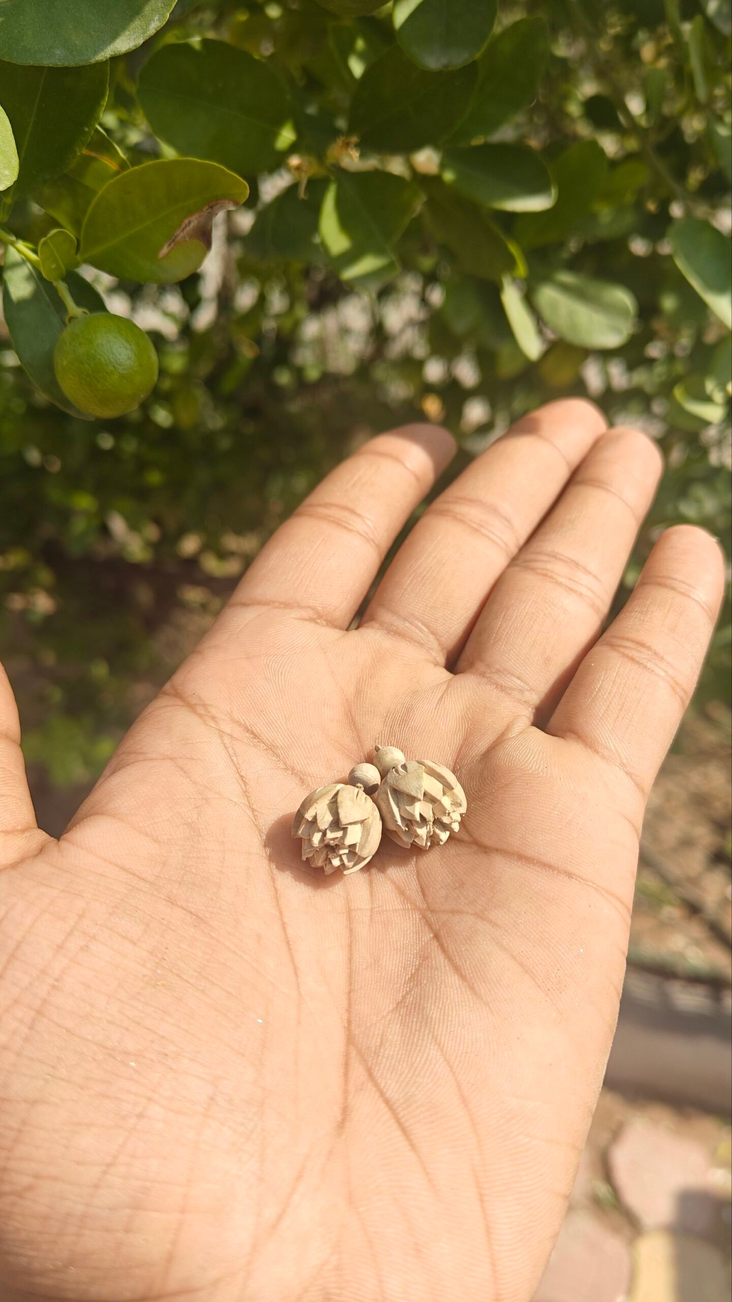 Handcrafted Original Tulsi Studs – Pure & Sacred from Vrindavan - Image 2