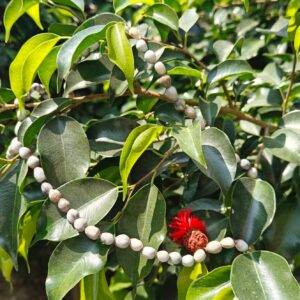 Vaijanti Mala