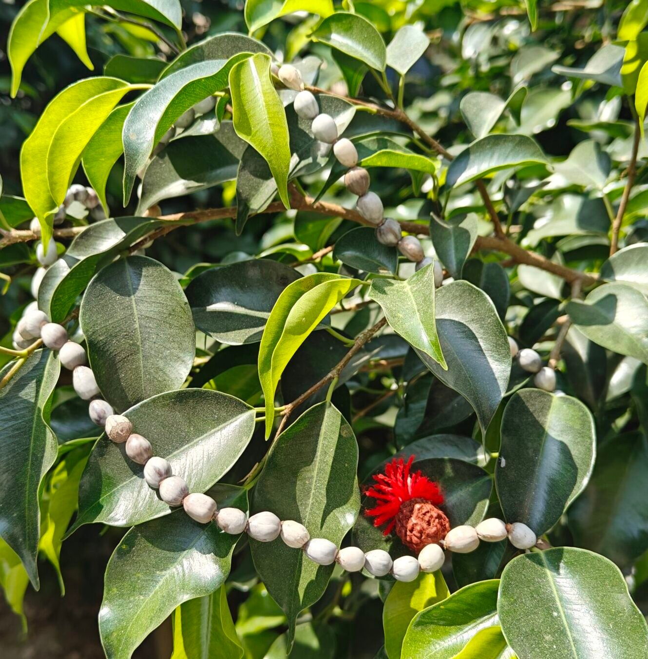 Vaijanti Mala - Image 1