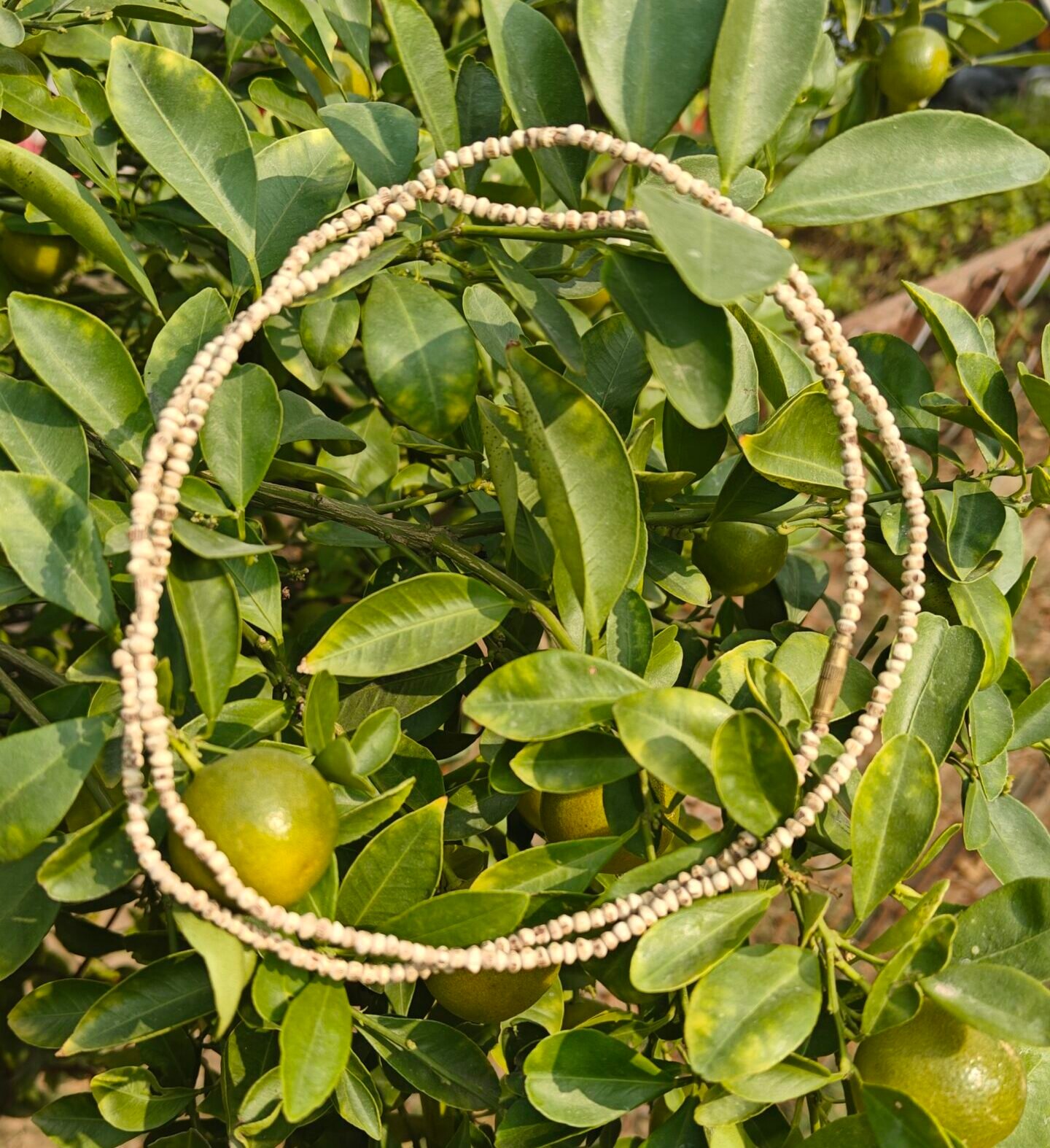 Tulsi Kanthi Mala (Barik Daana) - Image 1
